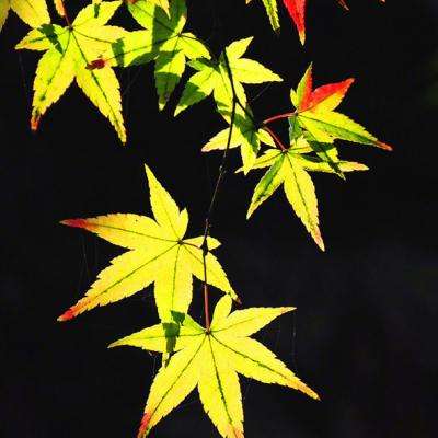 迷你世界雨林版本下载